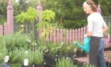 Gladstone Fencing Plant Nursery