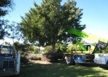 Tree Management Services Gladstone Fencing