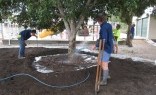 Outdoor Creations Tree Transplanting